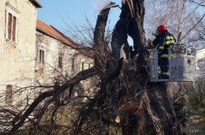 Leégett II. Rákóczi Ferenc fája Borsiban  (Fotó: hírek.sk)